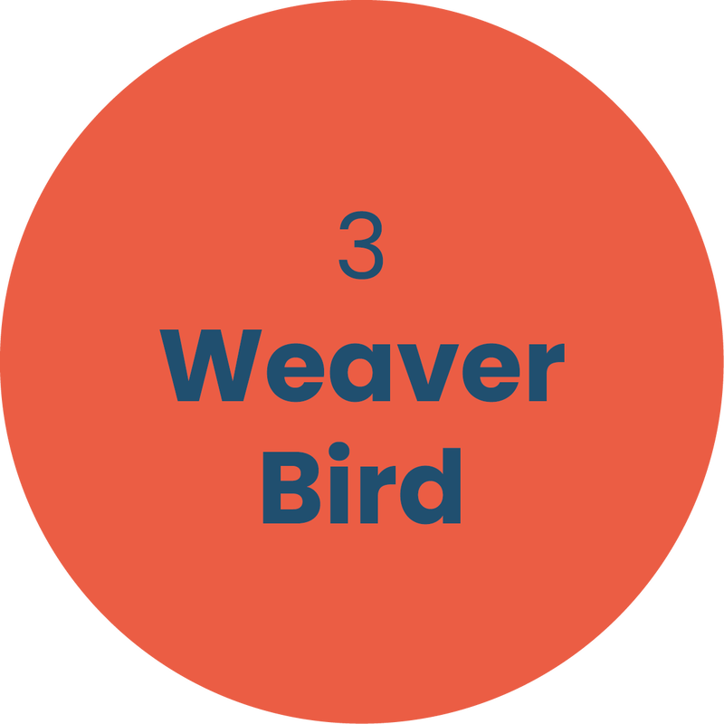 3. Weaver Bird