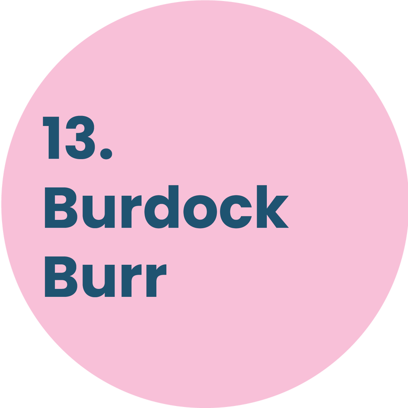 13. Burdock Burr